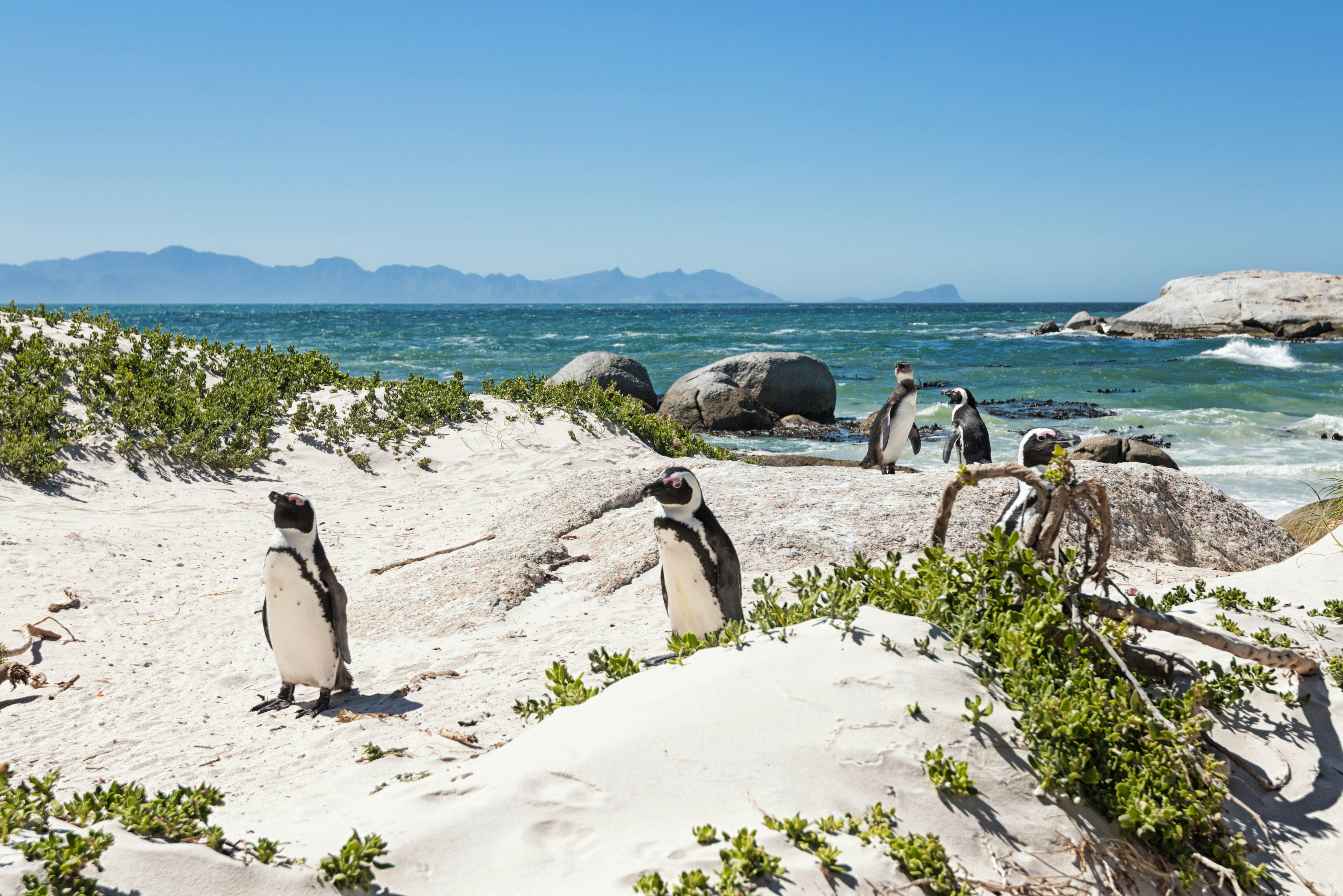 Boulders Beach is a stretch of beach located in Simon's Town on the Cape Peninsula in South Africa. It is home to a colony of African jackass penguins and is therefore a tourist attraction.